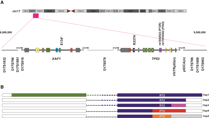 Multiple TP53 p.R337H haplotypes and implications for tumor susceptibility.