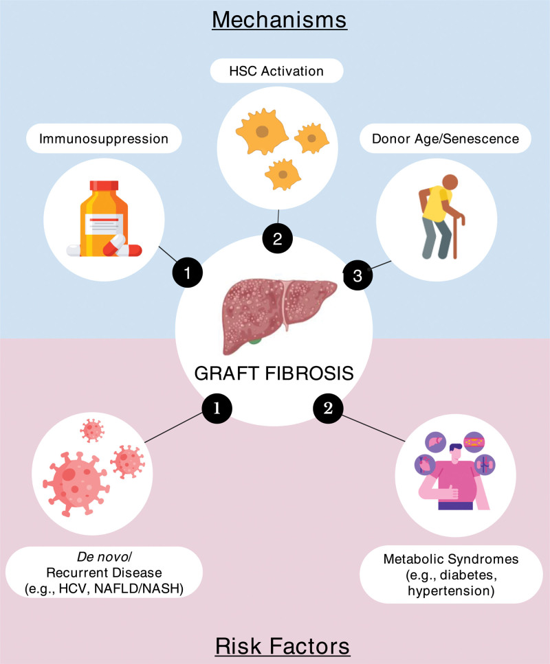 A Comprehensive Review of Liver Allograft Fibrosis and Steatosis: From Cause to Diagnosis.