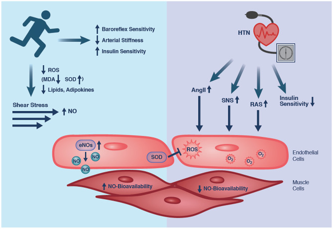 Tracking Biomarker Responses to Exercise in Hypertension.