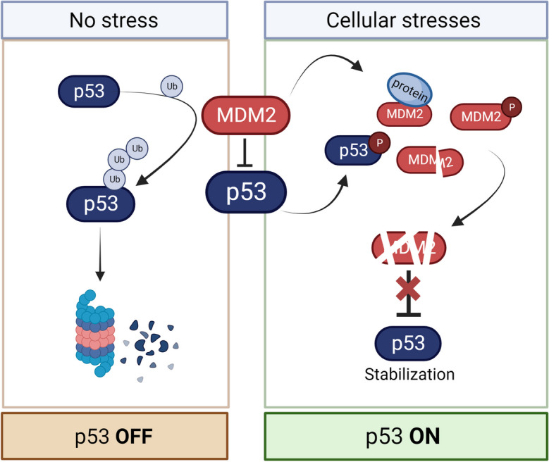 Permission to pass: on the role of p53 as a gatekeeper for aneuploidy.