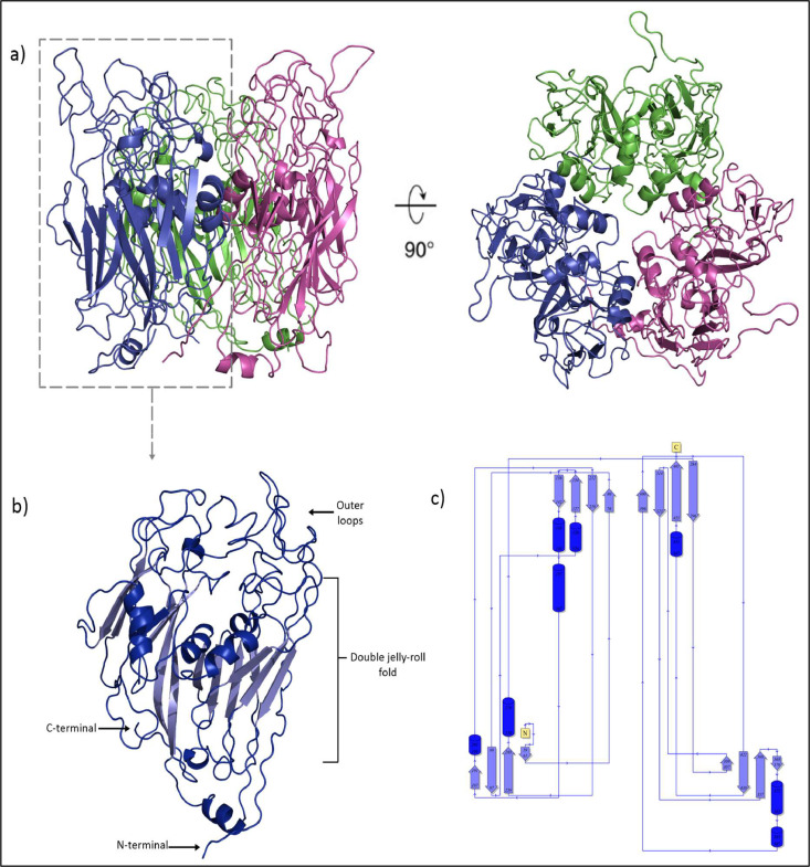 Molecular docking and simulation studies of Chloroquine, Rimantadine and CAP-1 as potential repurposed antivirals for decapod iridescent virus 1 (DIV1)