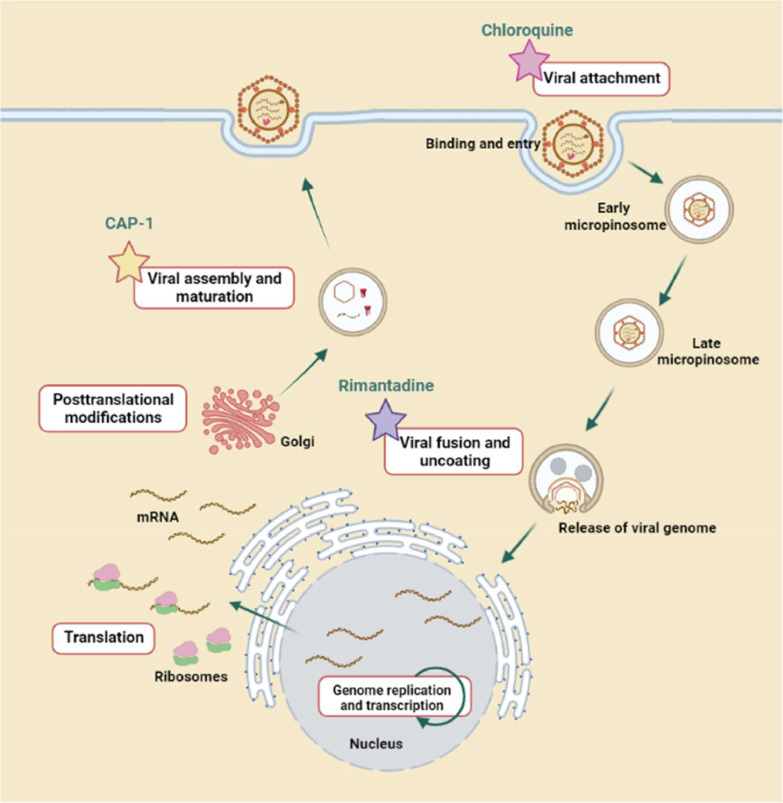 Molecular docking and simulation studies of Chloroquine, Rimantadine and CAP-1 as potential repurposed antivirals for decapod iridescent virus 1 (DIV1)