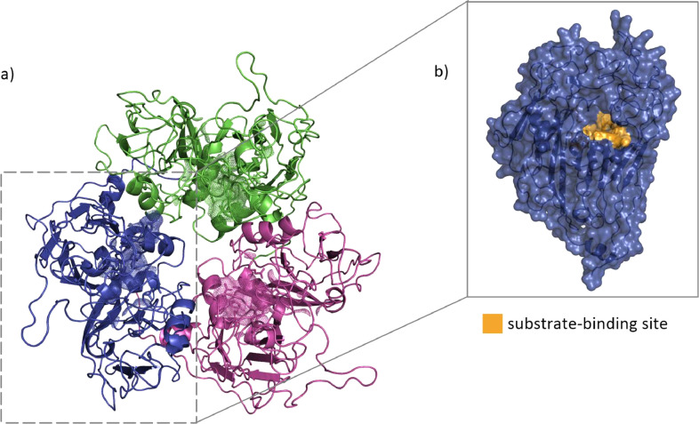 Molecular docking and simulation studies of Chloroquine, Rimantadine and CAP-1 as potential repurposed antivirals for decapod iridescent virus 1 (DIV1)