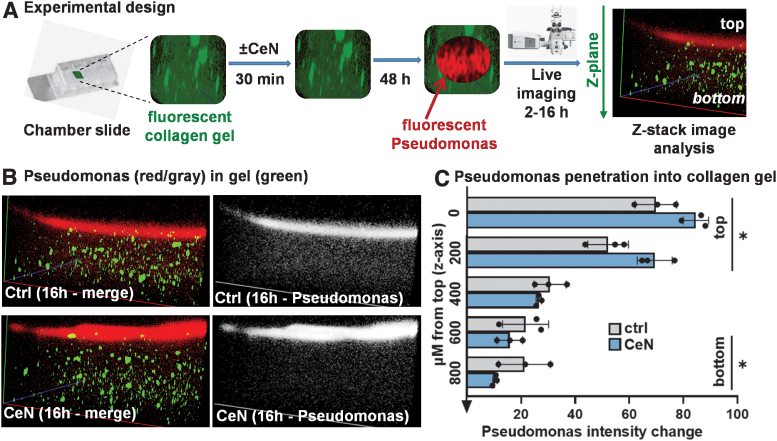 Cerium Nitrate Stiffens <i>In Vitro</i> Skin Models and Reduces <i>Pseudomonas aeruginosa</i> Pathogenicity and Penetration Through Skin Models.