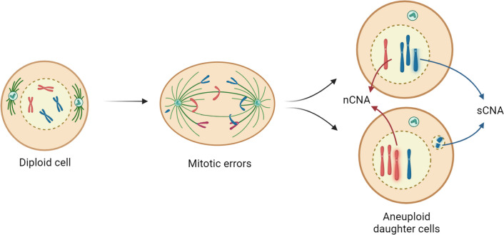 Permission to pass: on the role of p53 as a gatekeeper for aneuploidy.