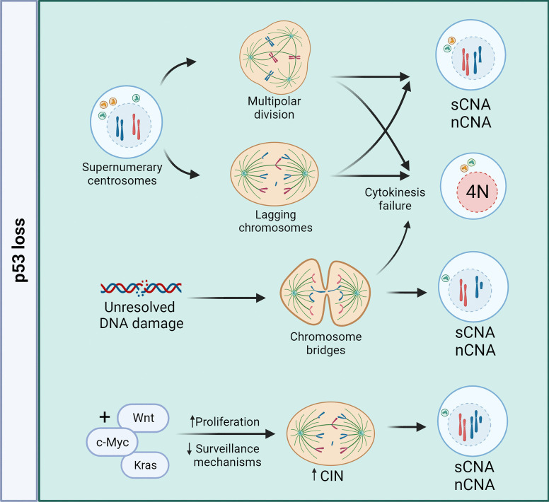 Permission to pass: on the role of p53 as a gatekeeper for aneuploidy.