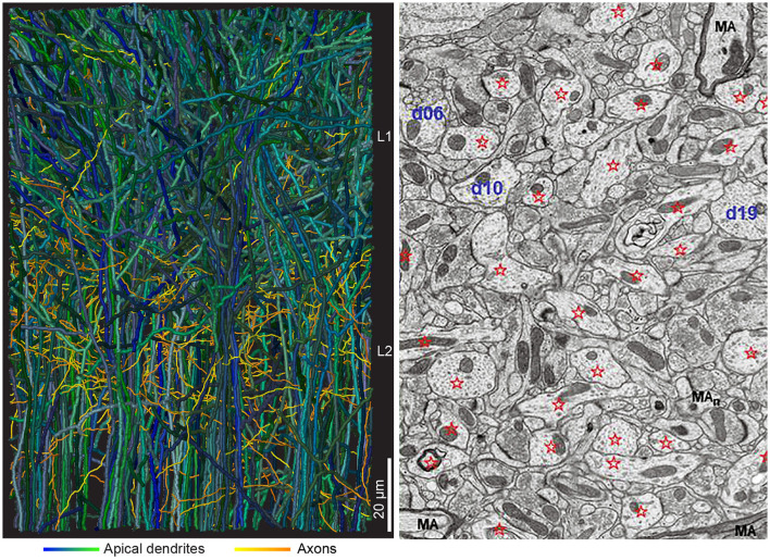 How far neuroscience is from understanding brains.