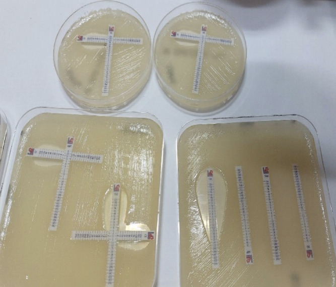 Multidrug-resistant Acinetobacter baumannii: A therapeutic challenge.