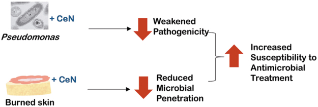 Cerium Nitrate Stiffens <i>In Vitro</i> Skin Models and Reduces <i>Pseudomonas aeruginosa</i> Pathogenicity and Penetration Through Skin Models.