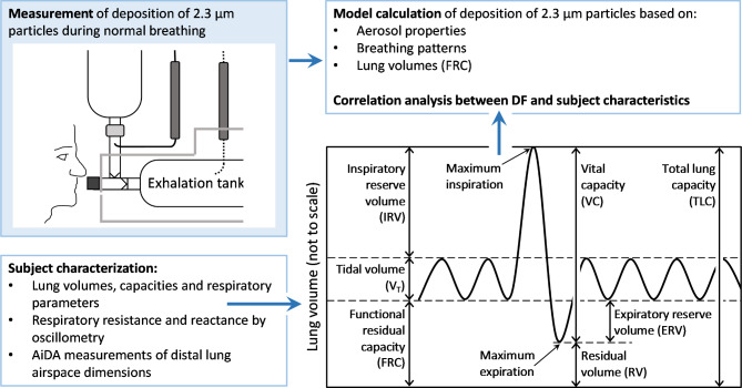 An experimental study on lung deposition of inhaled 2 μm particles in relation to lung characteristics and deposition models.