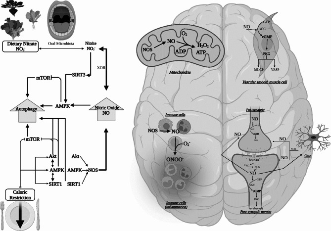 Does dietary nitrate boost the effects of caloric restriction on brain health? Potential physiological mechanisms and implications for future research.