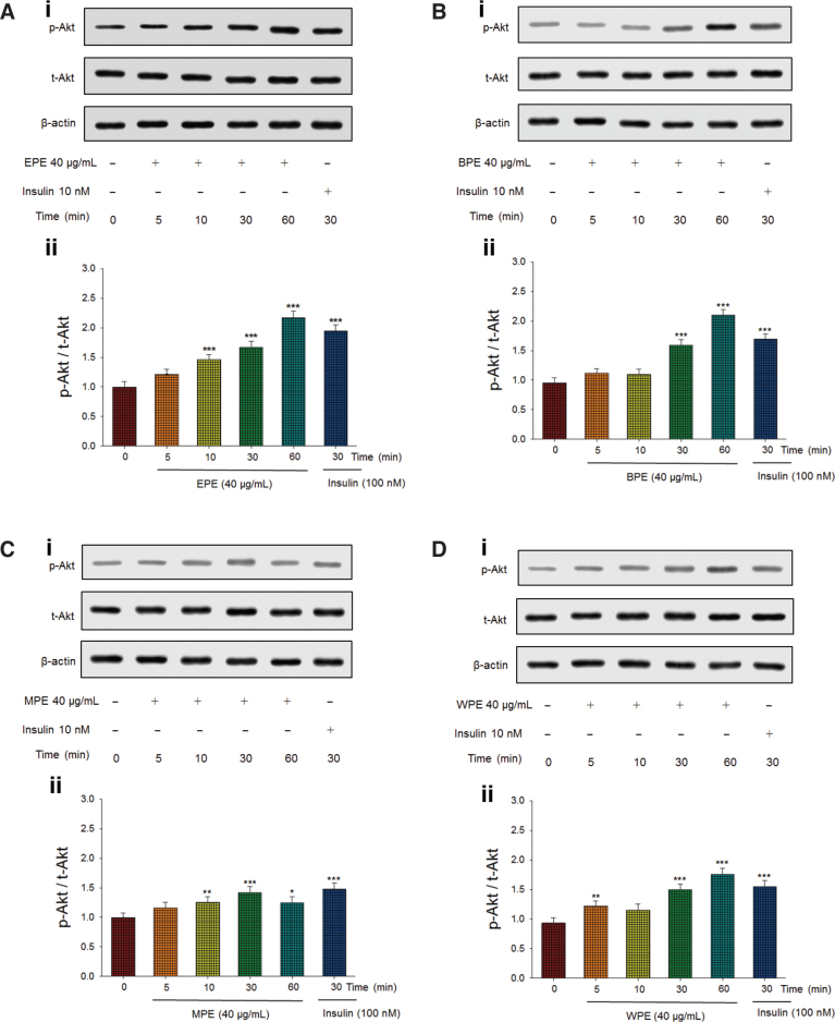 Antidiabetic and antihyperlipidemic activities of <i>Phyllanthus emblica L</i>. extract <i>in vitro</i> and the regulation of Akt phosphorylation, gluconeogenesis, and peroxisome proliferator-activated receptor α in streptozotocin-induced diabetic mice.