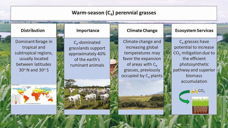 Resilience of warm-season (C<sub>4</sub>) perennial grasses under challenging environmental and management conditions.