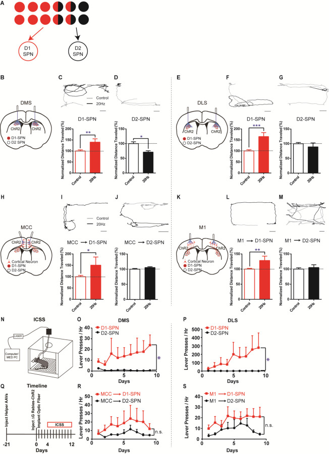Asymmetric cortical projections to striatal direct and indirect pathways distinctly control actions.
