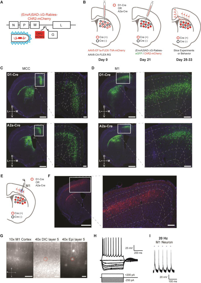 Asymmetric cortical projections to striatal direct and indirect pathways distinctly control actions.