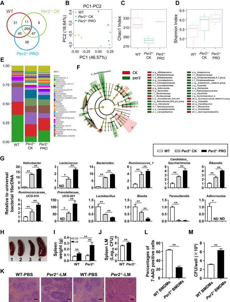 PER2/P65-driven glycogen synthase 1 transcription in macrophages modulates gut inflammation and pathogenesis of rectal prolapse.