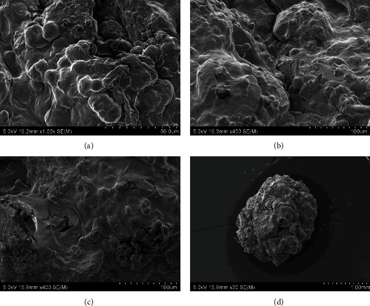 Sustainable Aquafeed Formulations Containing Insect Larval Meal and Grape Marc for the New Zealand Farmed Abalone.