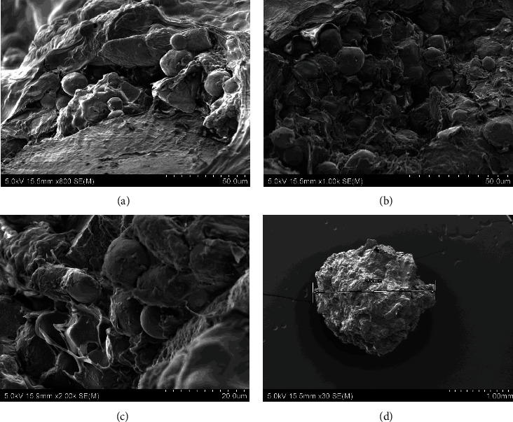 Sustainable Aquafeed Formulations Containing Insect Larval Meal and Grape Marc for the New Zealand Farmed Abalone.