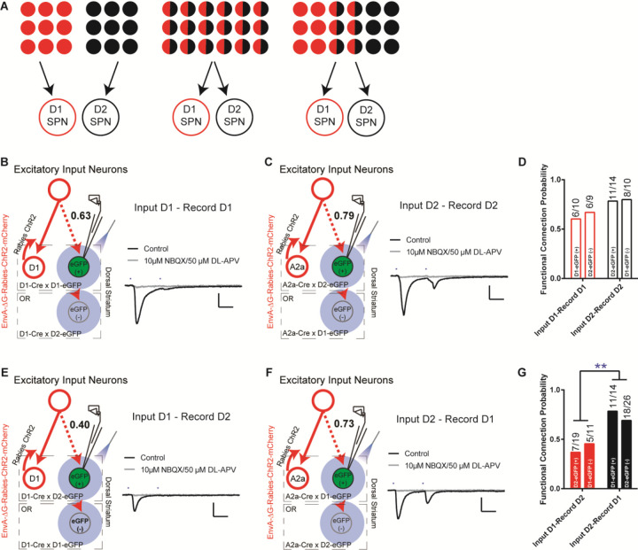 Asymmetric cortical projections to striatal direct and indirect pathways distinctly control actions.