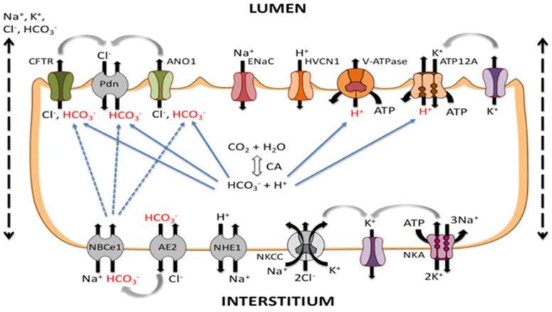 Cardiogenic Pulmonary Edema in Emergency Medicine.