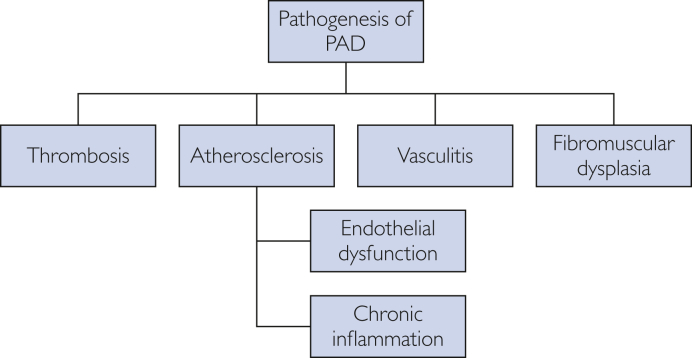 Exercise Therapy in the Management of Peripheral Arterial Disease