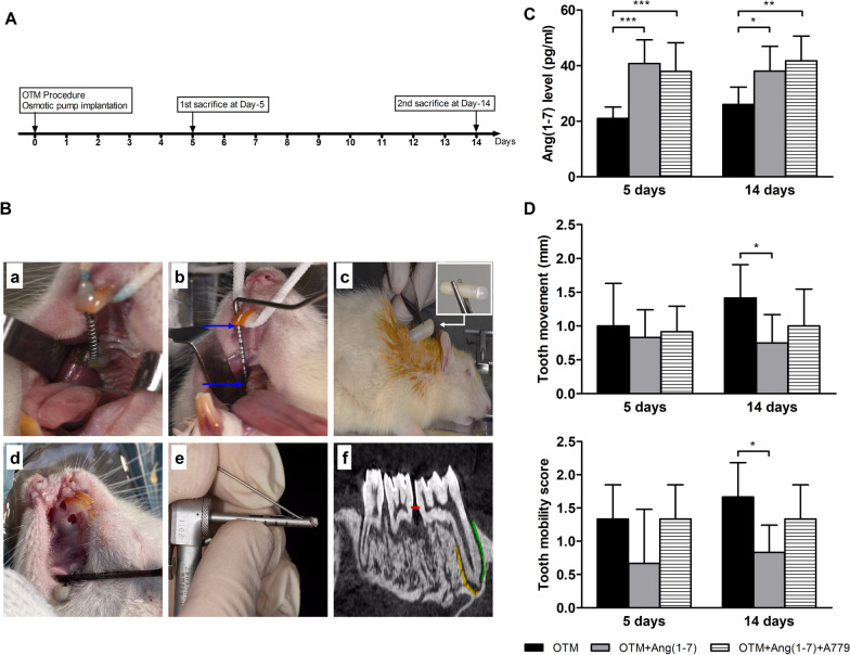 Angiotensin(1-7) attenuates tooth movement and regulates alveolar bone response during orthodontic force application in experimental animal model.