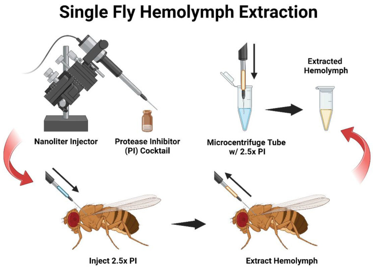 A Simple Protocol for Isolating Hemolymph from Single <i>Drosophila melanogaster</i> Adult Flies.