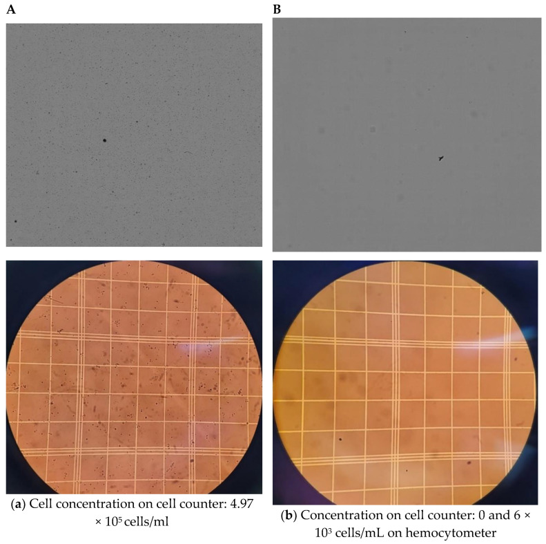 A Simple Protocol for Isolating Hemolymph from Single <i>Drosophila melanogaster</i> Adult Flies.