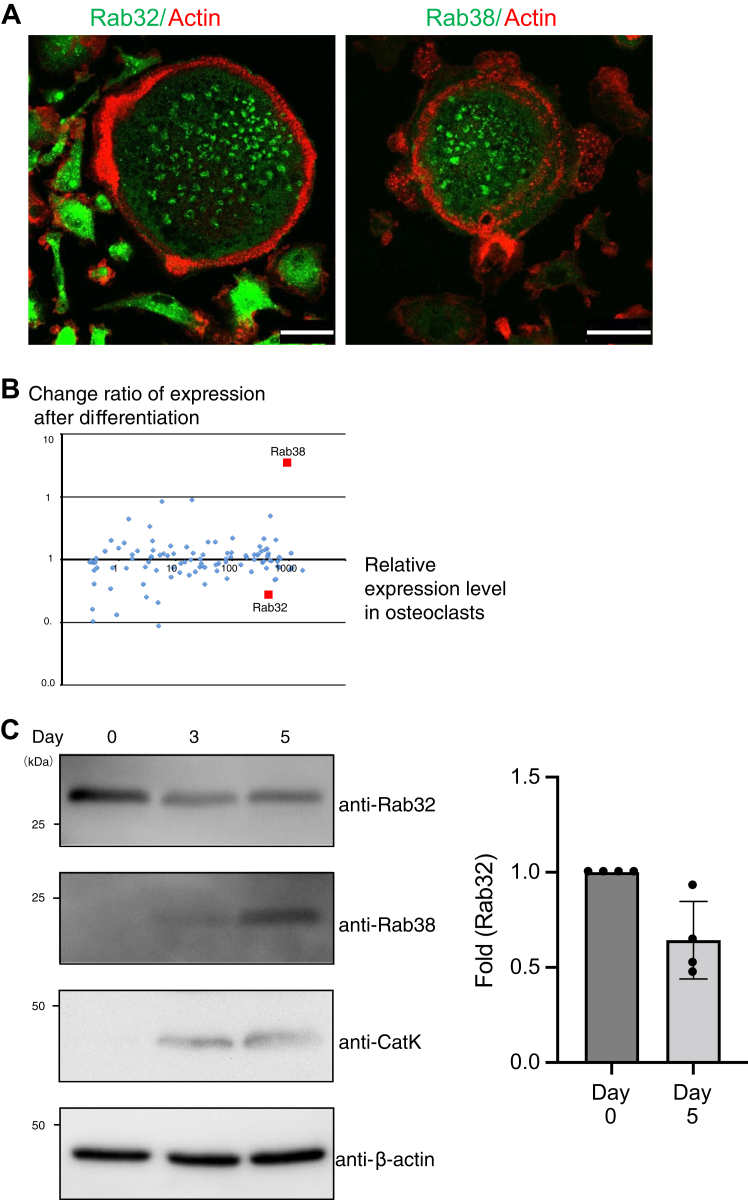 Characterization of Rab32- and Rab38-positive lysosome-related organelles in osteoclasts and macrophages.