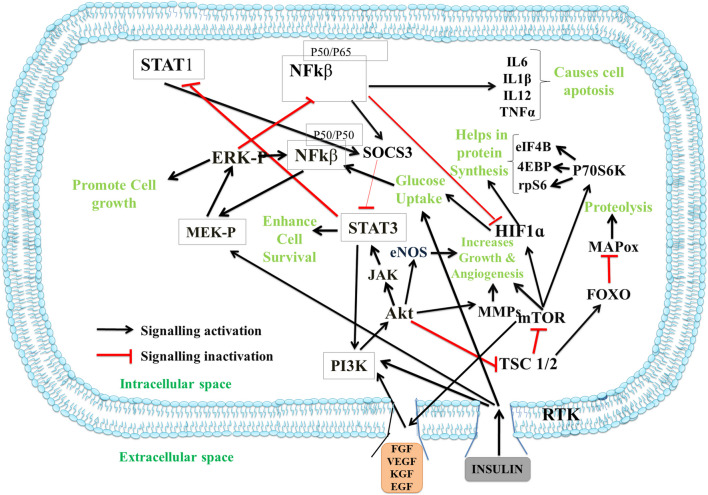 Protein-modified nanomaterials: emerging trends in skin wound healing