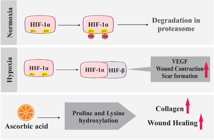 Biomolecular and cellular effects in skin wound healing: the association between ascorbic acid and hypoxia-induced factor.