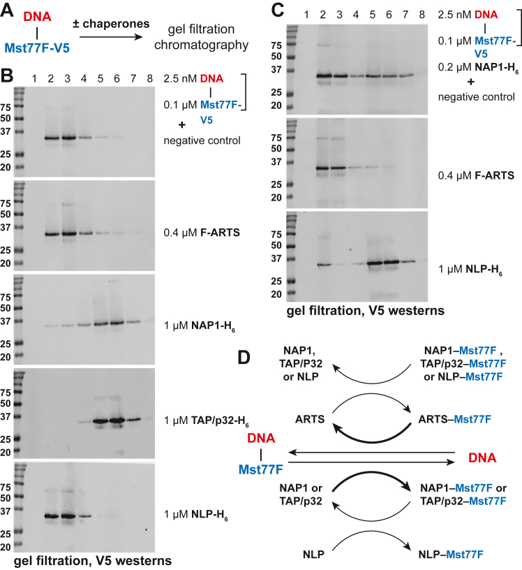 APOLLO, a testis-specific Drosophila ortholog of importin-4, mediates the loading of protamine-like protein Mst77F into sperm chromatin.