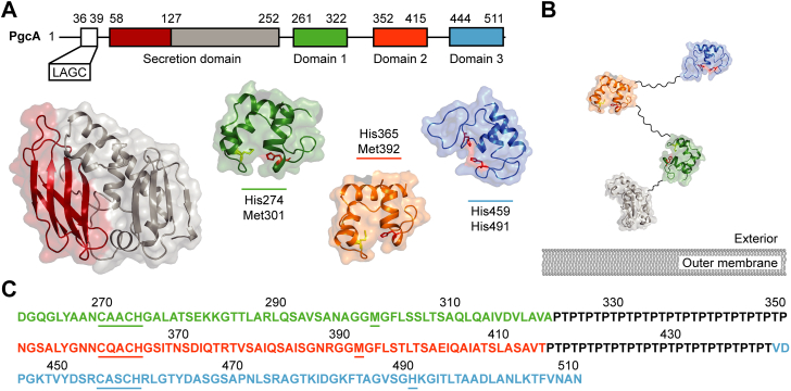 Hemes on a string: insights on the functional mechanisms of PgcA from Geobacter sulfurreducens.