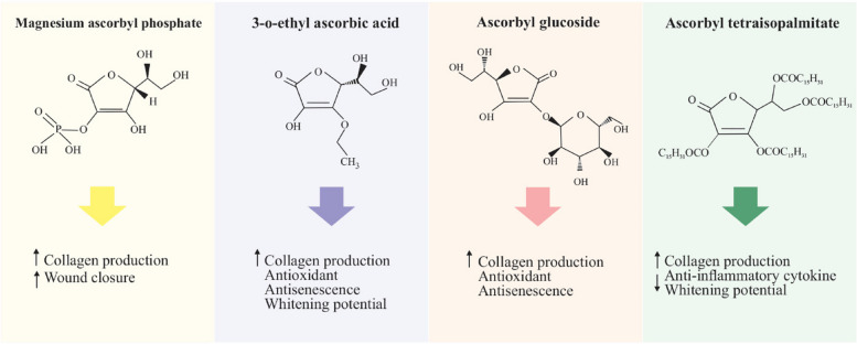 Biomolecular and cellular effects in skin wound healing: the association between ascorbic acid and hypoxia-induced factor.