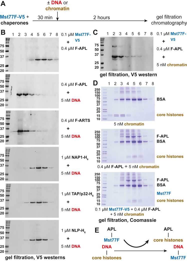 APOLLO, a testis-specific Drosophila ortholog of importin-4, mediates the loading of protamine-like protein Mst77F into sperm chromatin.