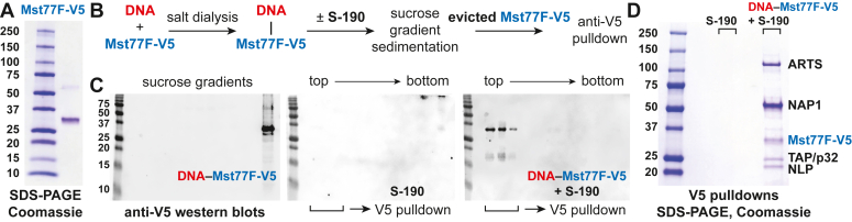 APOLLO, a testis-specific Drosophila ortholog of importin-4, mediates the loading of protamine-like protein Mst77F into sperm chromatin.