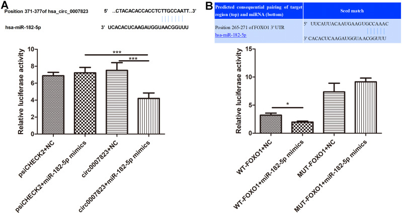 Hsa_circ_0007823 Overexpression Suppresses the Progression of Triple-Negative Breast Cancer via Regulating miR-182-5p-FOXO1 Axis.