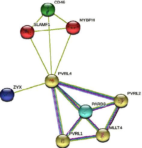 A Recurrent Nonsense Mutation in NECTIN4 Underlying Ectodermal Dysplasia-Syndactyly Syndrome with a Novel Phenotype in a Consanguineous Kashmiri Family.