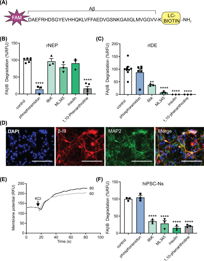 Inhibition of insulin-degrading enzyme in human neurons promotes amyloid-β deposition.