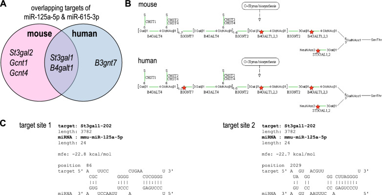 miR-125a-5p regulates the sialyltransferase ST3GAL1 in murine model of human intestinal campylobacteriosis.