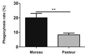 Differences in responses to the intracellular macrophage environment between Mycobacterium bovis BCG vaccine strains Moreau and Pasteur.