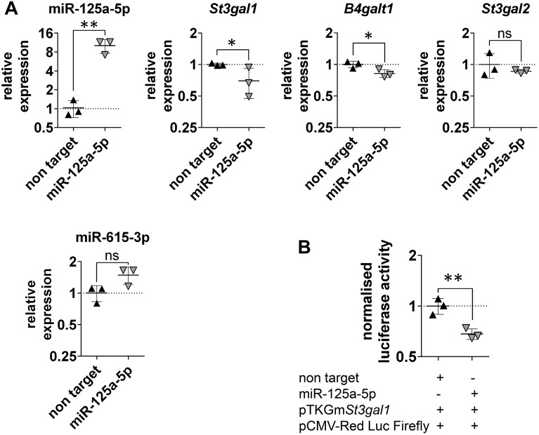 miR-125a-5p regulates the sialyltransferase ST3GAL1 in murine model of human intestinal campylobacteriosis.