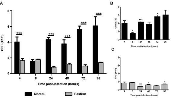 Differences in responses to the intracellular macrophage environment between Mycobacterium bovis BCG vaccine strains Moreau and Pasteur.