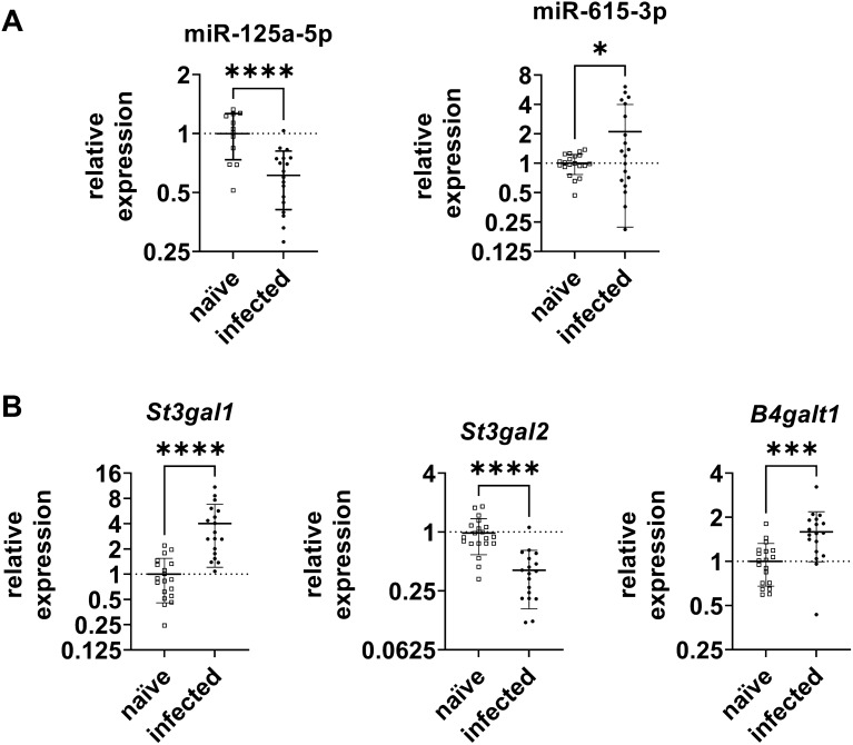 miR-125a-5p regulates the sialyltransferase ST3GAL1 in murine model of human intestinal campylobacteriosis.