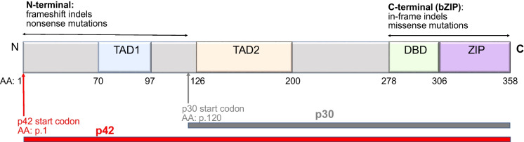 Sporadic and Familial Acute Myeloid Leukemia with CEBPA Mutations.