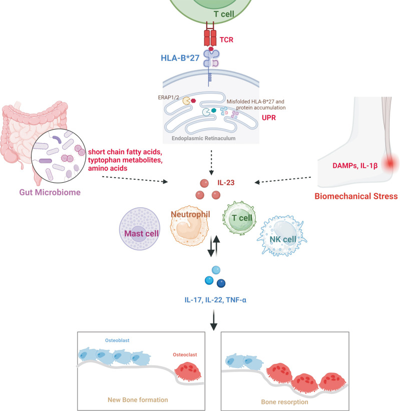 Updates on ankylosing spondylitis: pathogenesis and therapeutic agents.