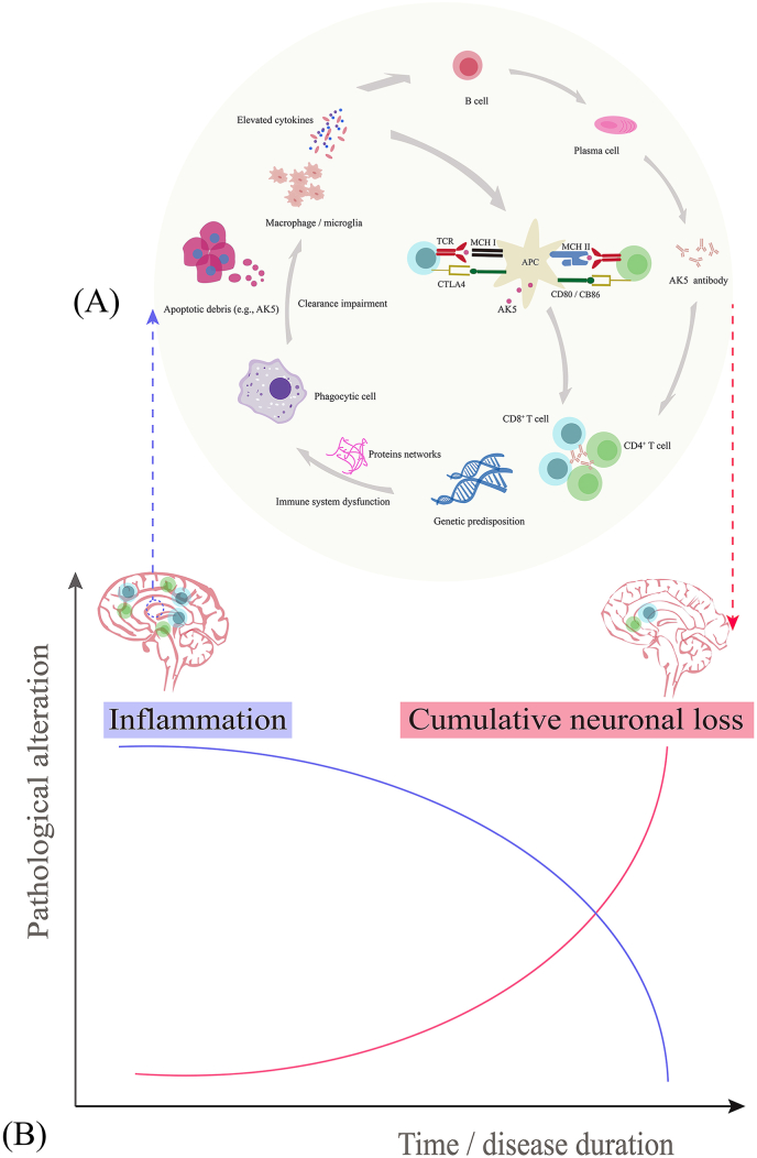 Anti-adenylate kinase 5 encephalitis: Clinical characteristics, diagnosis, and management of this rare entity