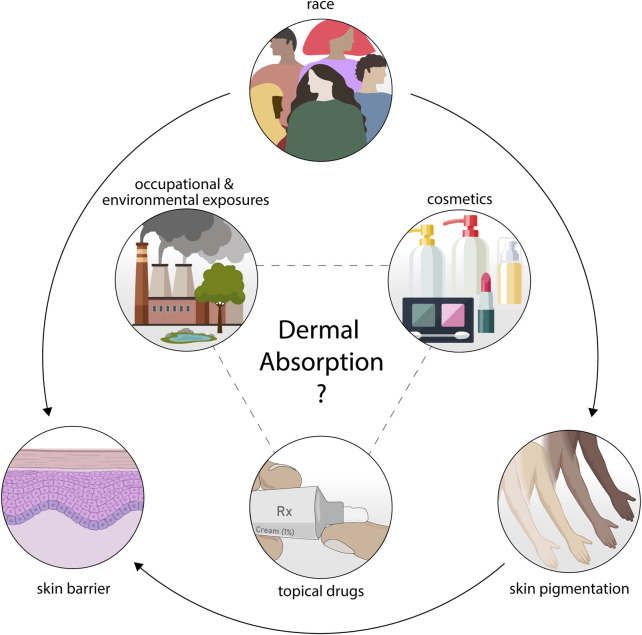 Race, pigmentation, and the human skin barrier-considerations for dermal absorption studies.