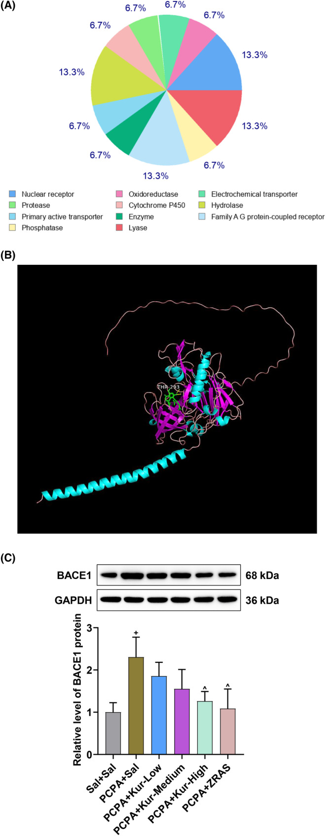 Neuroprotective effect of Kurarinone against corticosterone-induced cytotoxicity on rat hippocampal neurons by targeting BACE1 to activate P13K-AKT signaling - A potential treatment in insomnia disorder.