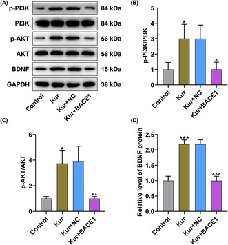 Neuroprotective effect of Kurarinone against corticosterone-induced cytotoxicity on rat hippocampal neurons by targeting BACE1 to activate P13K-AKT signaling - A potential treatment in insomnia disorder.